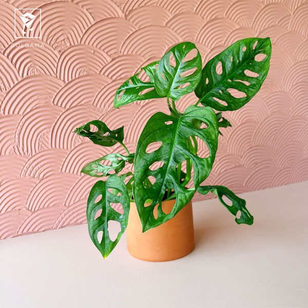 نگهداری از پتوس حصیری