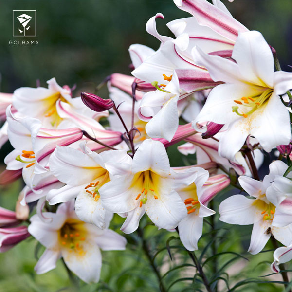 گل لیلیوم رگال