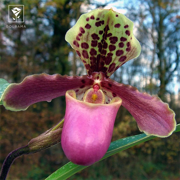 پافیوپدیلوم (PAPHIOPEDILUM)
