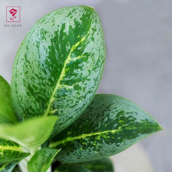 نور مناسب برای آگلونما 