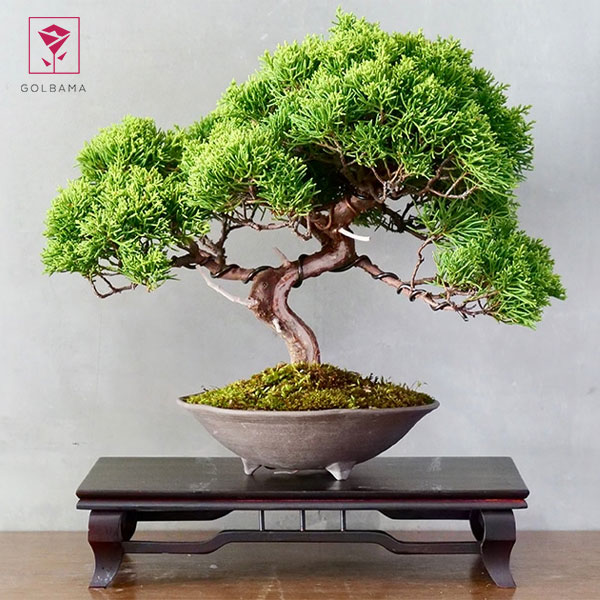 نحوه مراقبت از گل بونسای: آبیاری بونسای