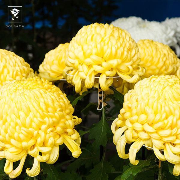 تکثیر گل داوودی