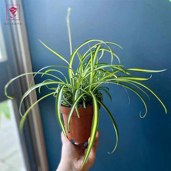 قلمه زدن گیاه گل گندمی در آب