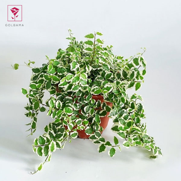 انواع گل فیکوس: فیکوس ابلق