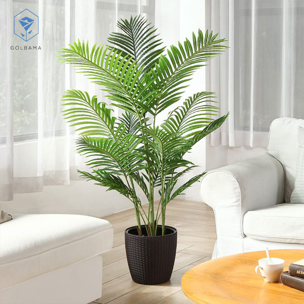 نور مناسب نخل اریکا