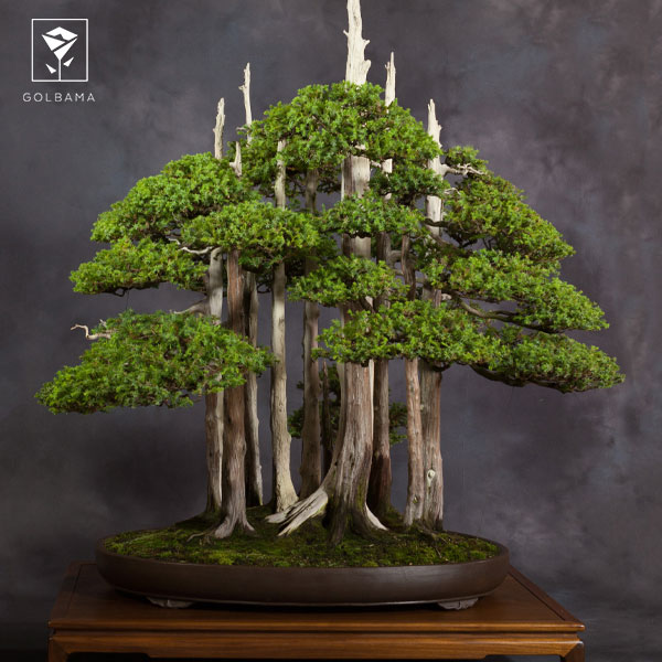 مراقبت از گل بونسای: درمان زرد شدن برگ بونسای