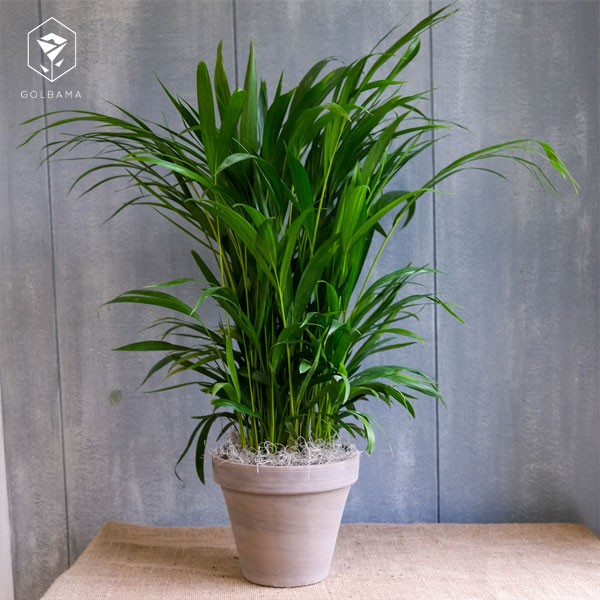 آبیاری اریکا پالم