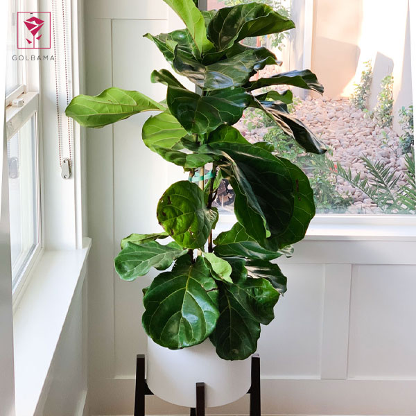 مشکلات فیکوس لیراتا: علت لکه‌های قهوه ای روی برگ فیکوس لیراتا چیست؟