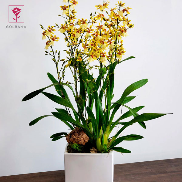 ارکیده اونسیدیوم (ONCIDIUM)