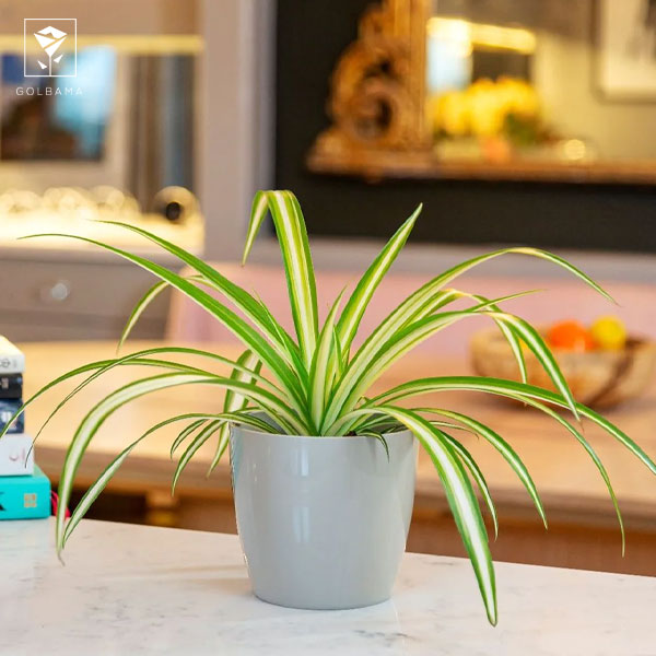 چگونه تعویض گلدان گل گندمی را انجام دهیم؟