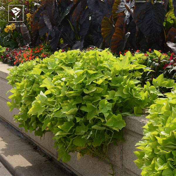 پتوس بلک (Sweet Potato Vine Plant)