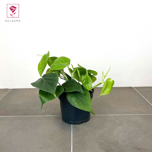 چه نوع خاکی برای رشد اسکاندیس سبز مناسب است؟