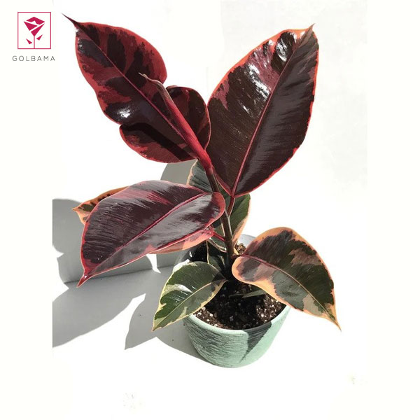 فیکوس ابلق صورتی