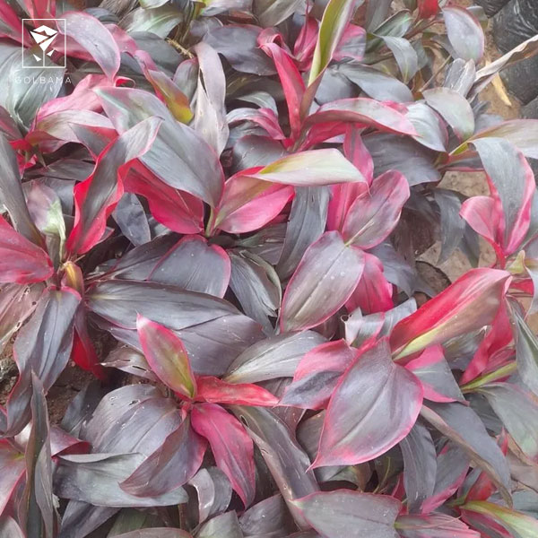 دراسنا پرچمی قرمز