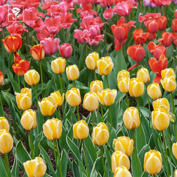 انواع رنگهای گل لاله