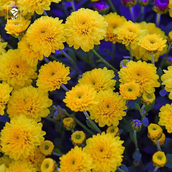 مراحل کاشت گل داوودی