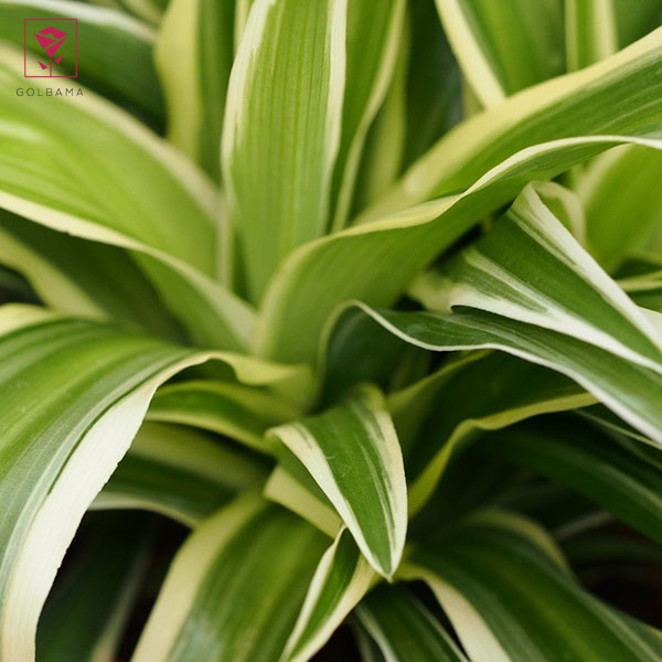 مشکلات مربوط به رشد و تکثیر گل گندمی