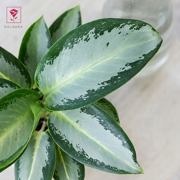 چیدن آگلونما