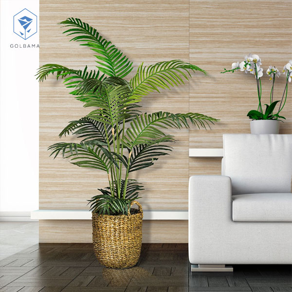 دمای مناسب نخل اریکا