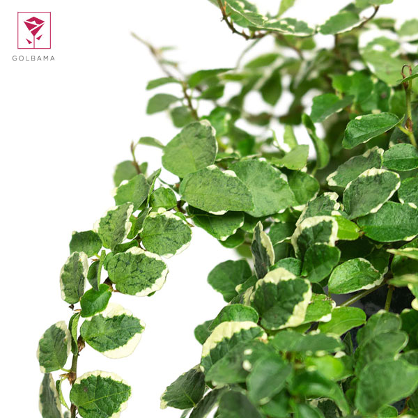  فیکوس ابلق سفید