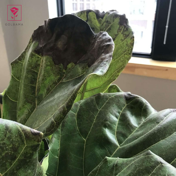 مشکلات نگهداری فیکوس لیراتا: علت سیاه شدن برگ فیکوس لیراتا