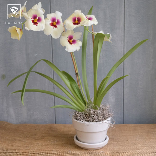 ارکیده‌ میلتونیاپسیس (MILTONIOPSIS ORCHID)