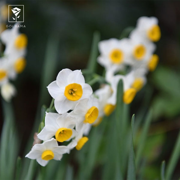 نرگس والدروم