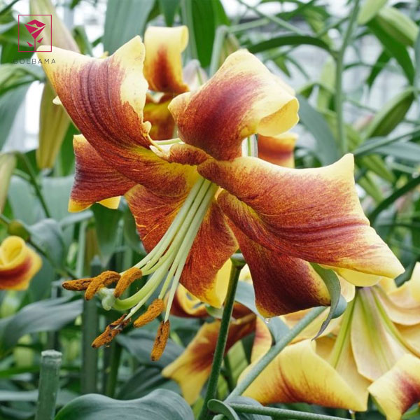 گل لیلیوم رابرت سوانسون