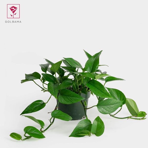 پتوس سبز (Jade Pothos)