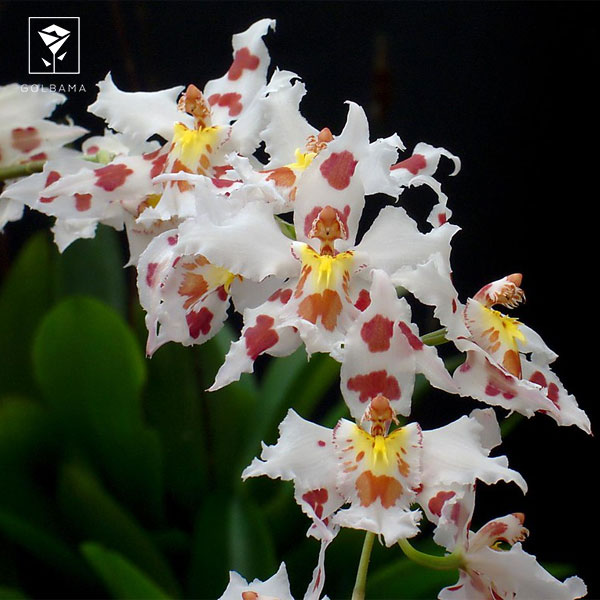 آدونتوگلوسوم (ODONTOGLOSSUM)
