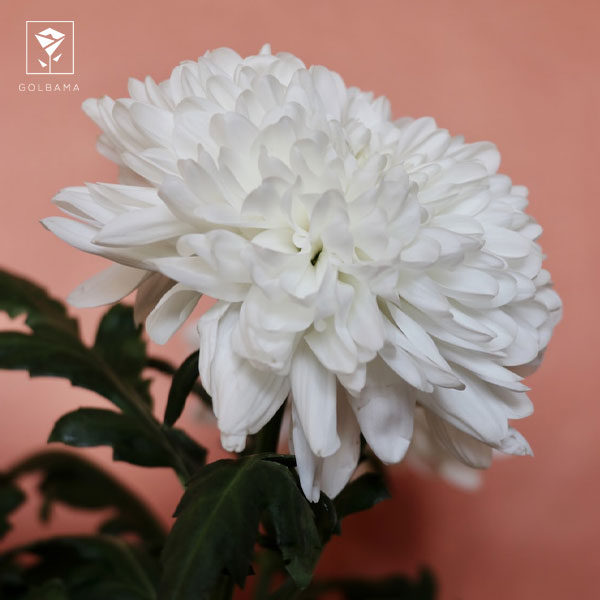 بذر گل داوودی