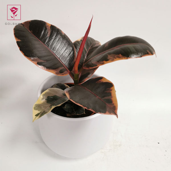 فیکوس ابلق یاقوتی