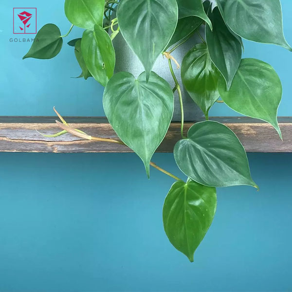  چه شرایط هوایی و چه میزان دمایی برای نگهداری اسکاندیس مناسب هستند؟