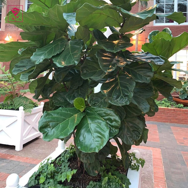 گل لیراتا نگهداری: درمان قارچ فیکوس لیراتا