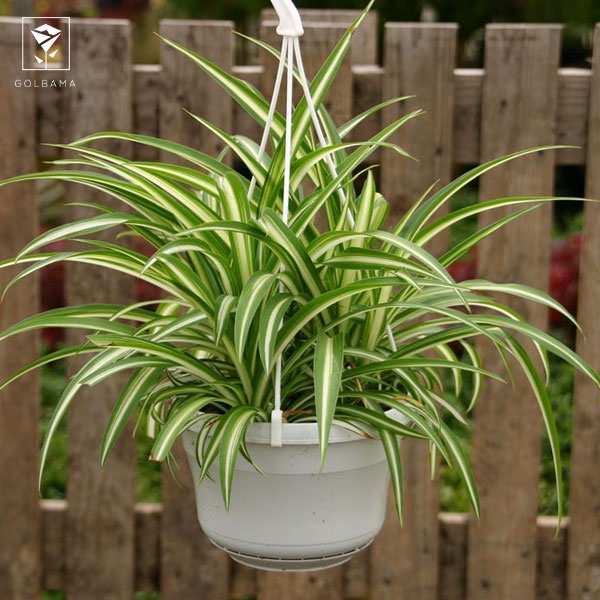 چرا گل گندمی بچه نمیده؟