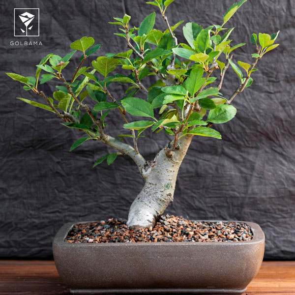 هرس نگهداری از گیاه