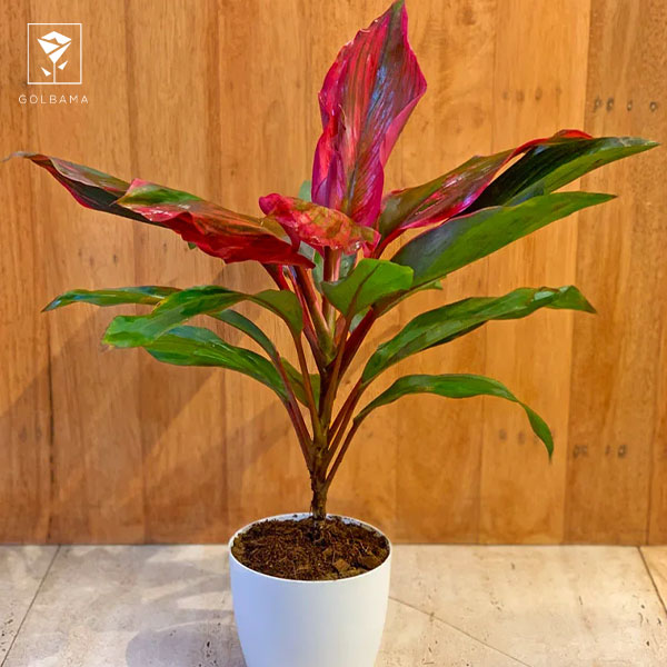 نور مناسب برای گل دراسنا پرچمی