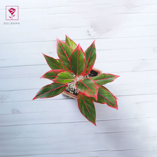 آیا گیاه آگلونما گل می‌دهد؟