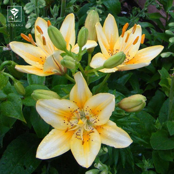 گل لیلیوم لوکسور 