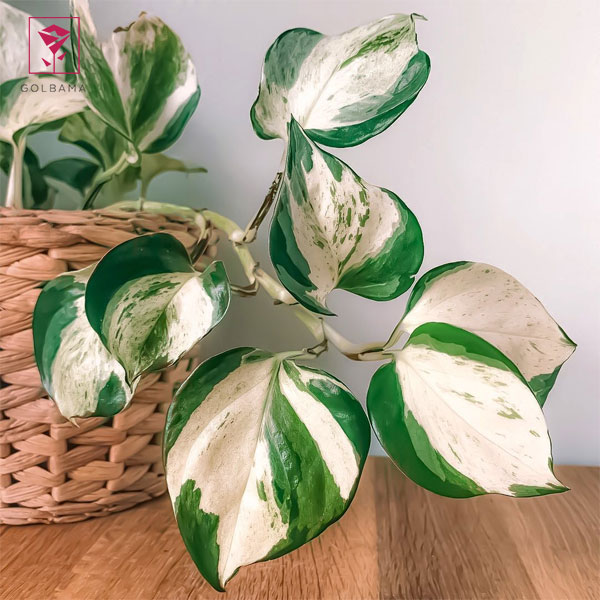 پتوس منجولا (Manjula Pothos)