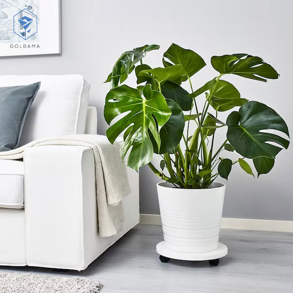 نور مناسب گل مونسترا