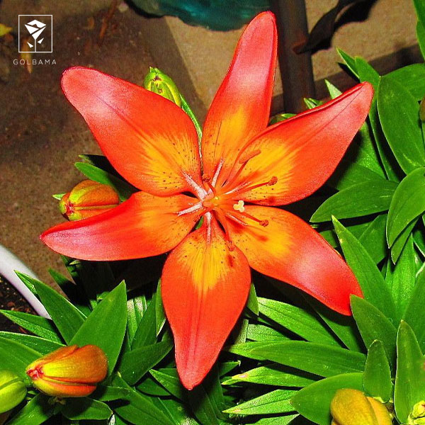 گل لیلیوم ماتریکس