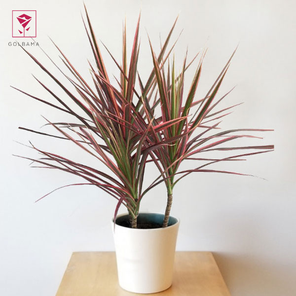 خاک مناسب برای گل دراسنا پرچمی قرمز