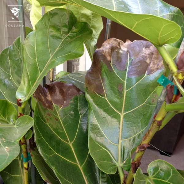 نگهداری از گل لیراتا آفریقایی: از رشد قارچ در گلدان لیراتا جلوگیری کنید