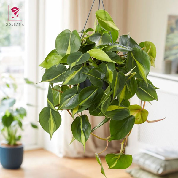 چه نوع کودی برای رشد اسکاندیس مناسب است؟