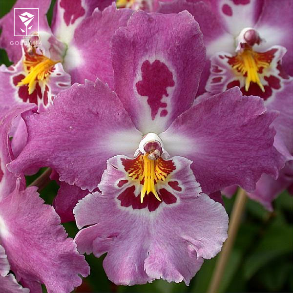 یوولستکرا (VUYLSTEKEARA)