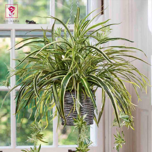 انواع گیاه گل گندمی چه هستند؟