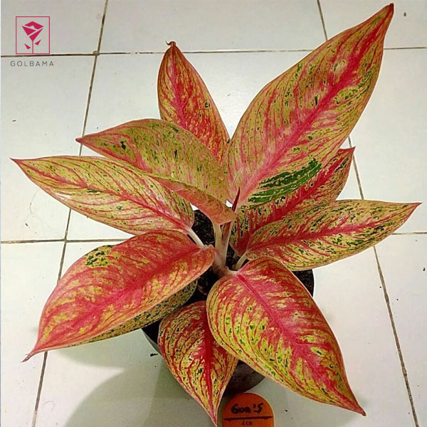 پاجوش آگلونما