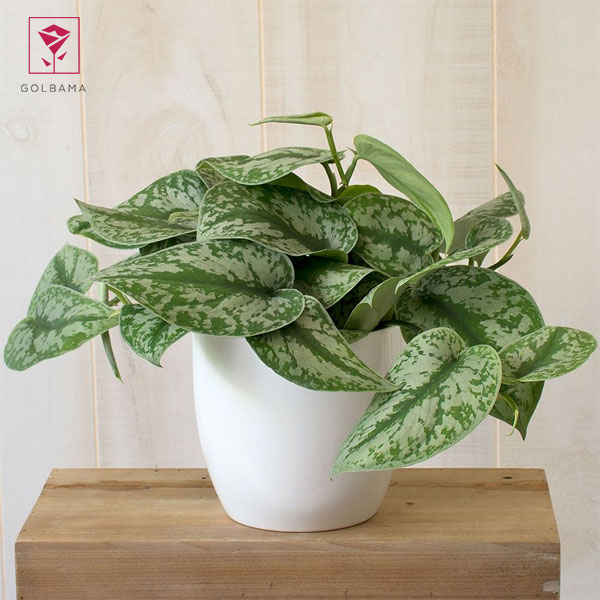 پتوس ببری (Satin Pothos)
