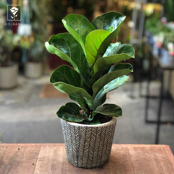 خواص گل لیراتا چه هستند؟